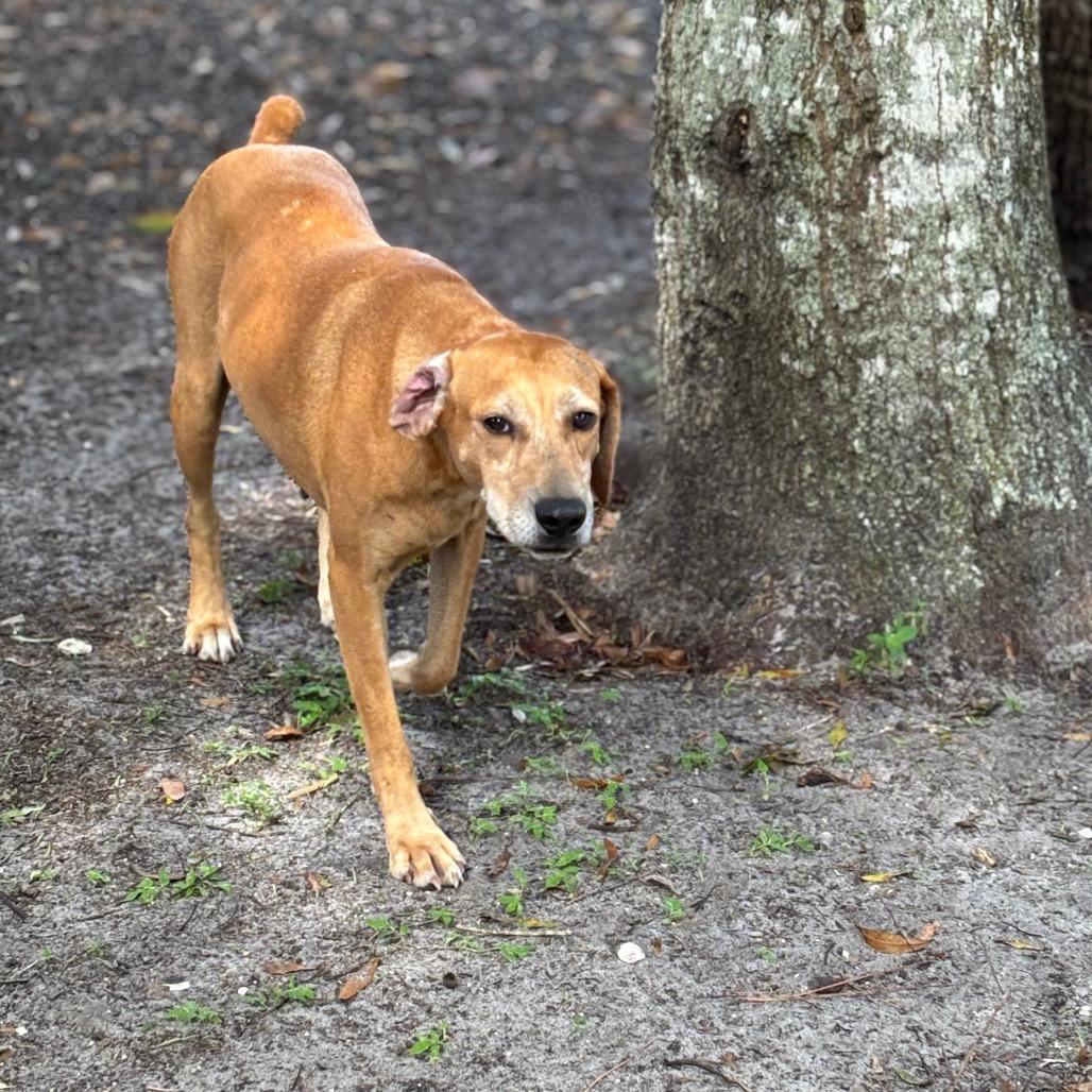 BETTY, a Adoptable mixed breed in Wellington, FL image 6/6