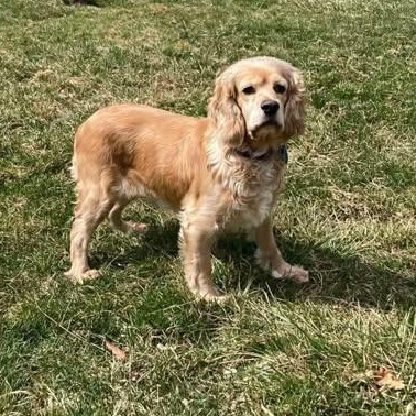 Sunny, ADOPTABLE, Adult Female Cocker Spaniel.