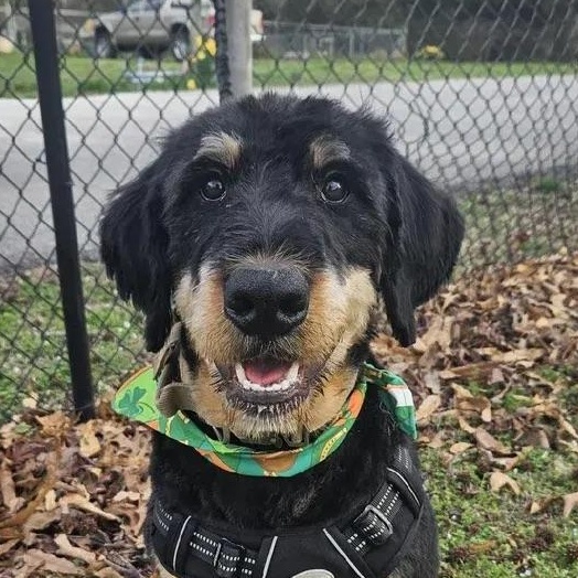 Peanut Butter, adopted, Young Male Rottweiler & Bernedoodle.