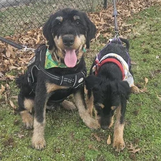 Enlarge Peanut Butter, an adopted mixed breed in Polk, OH image 6/6