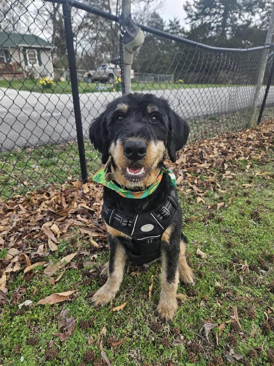 Enlarge Peanut Butter, an adopted mixed breed in Polk, OH image 5/6