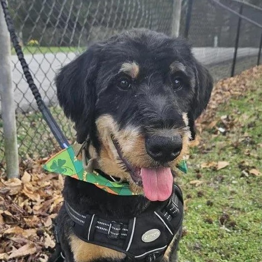Enlarge Peanut Butter, an adopted mixed breed in Polk, OH image 3/6