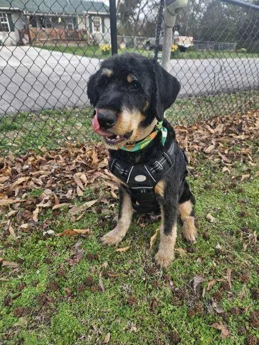Enlarge Peanut Butter, an adopted mixed breed in Polk, OH image 4/6