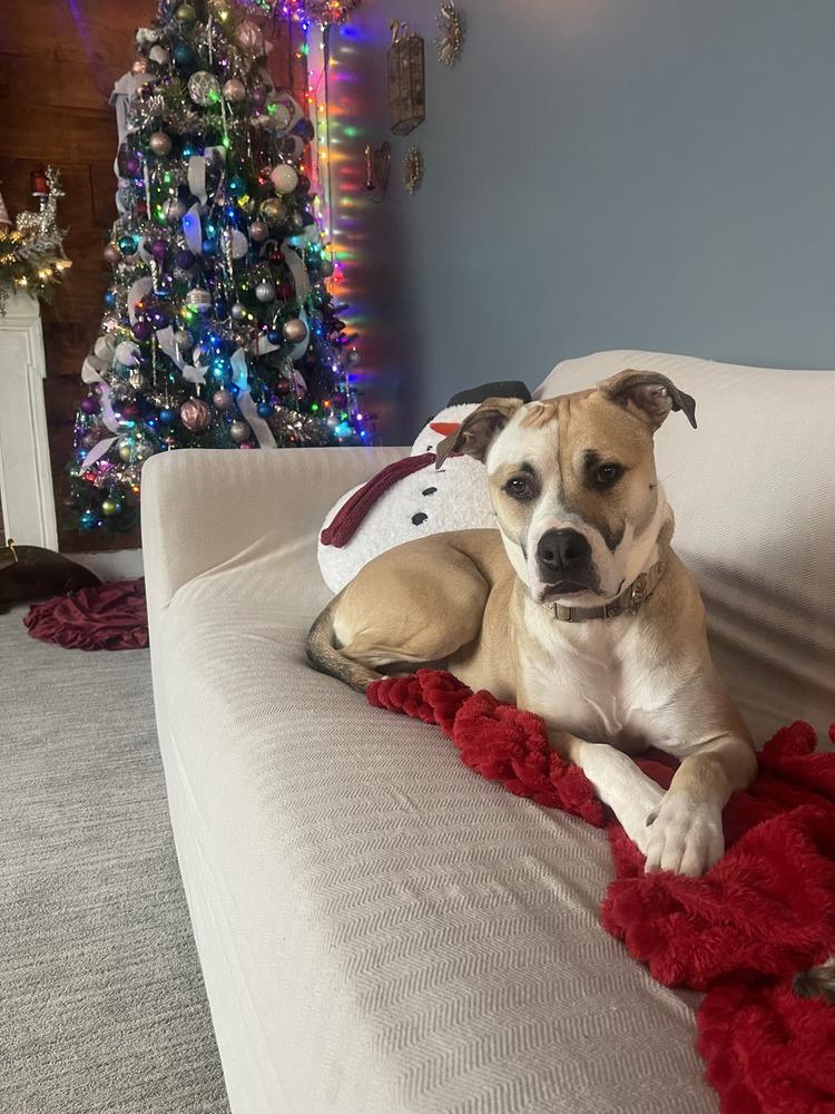 Enlarge Coco Bling, a Adoptable mixed breed in Aurora, IN image 1/4