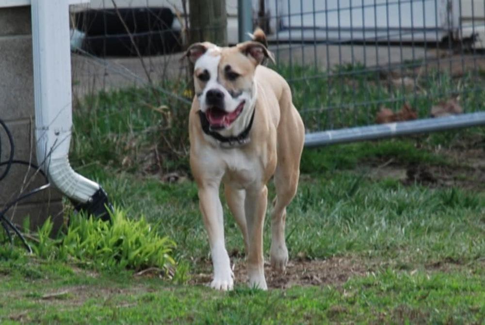 Enlarge Coco Bling, a Adoptable mixed breed in Aurora, IN image 2/4