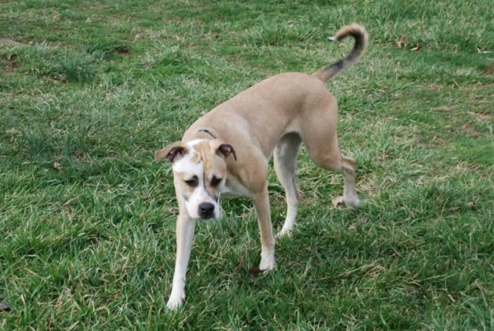 Enlarge Coco Bling, a Adoptable mixed breed in Aurora, IN image 3/4