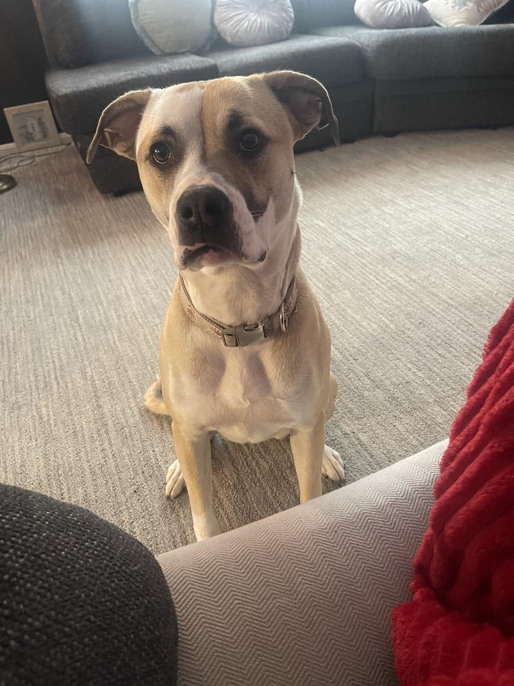 Enlarge Coco Bling, a Adoptable mixed breed in Aurora, IN image 4/4