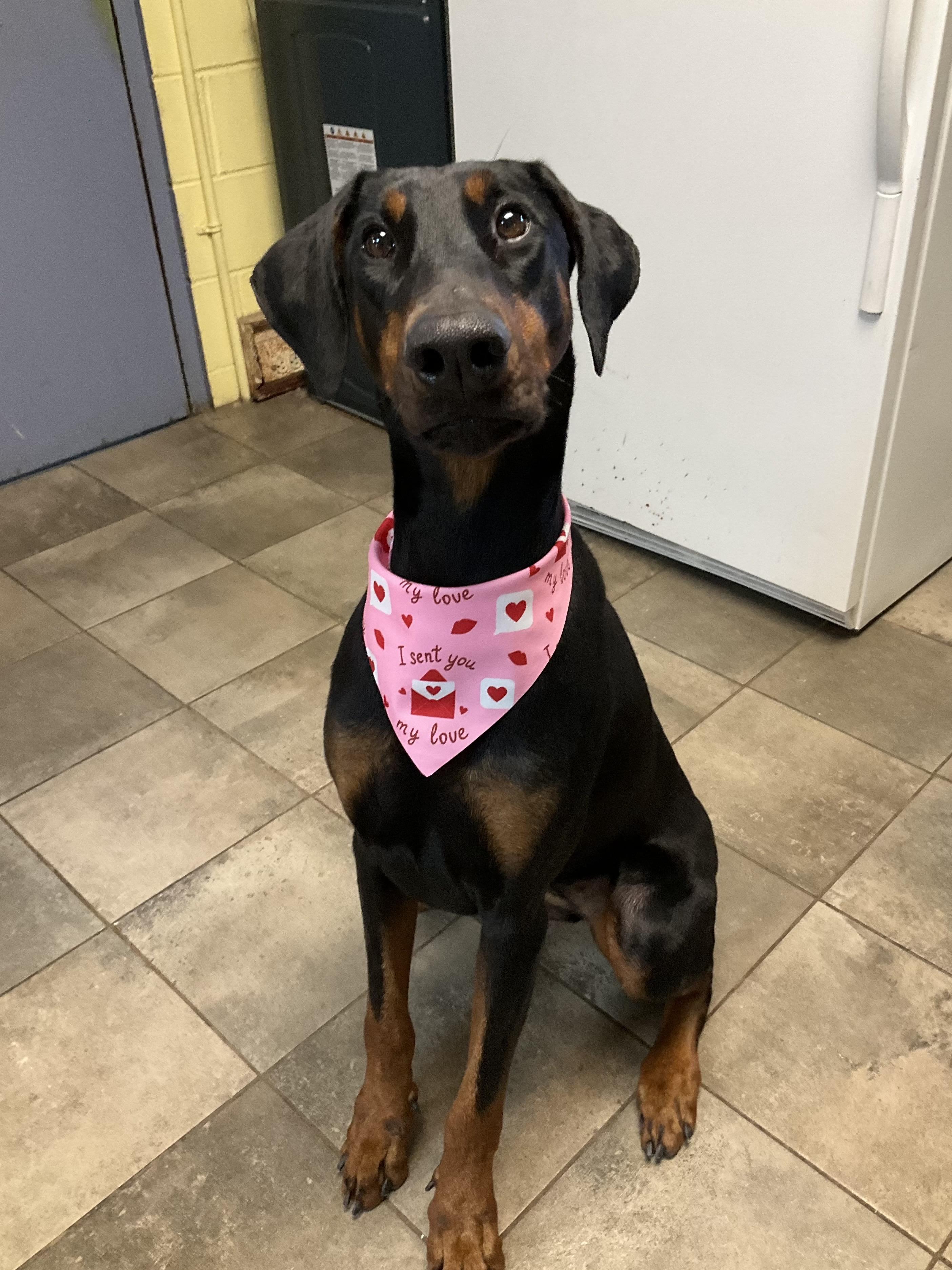 Enlarge River, a ADOPTABLE Doberman Pinscher in Phoenixville, PA image 1/1