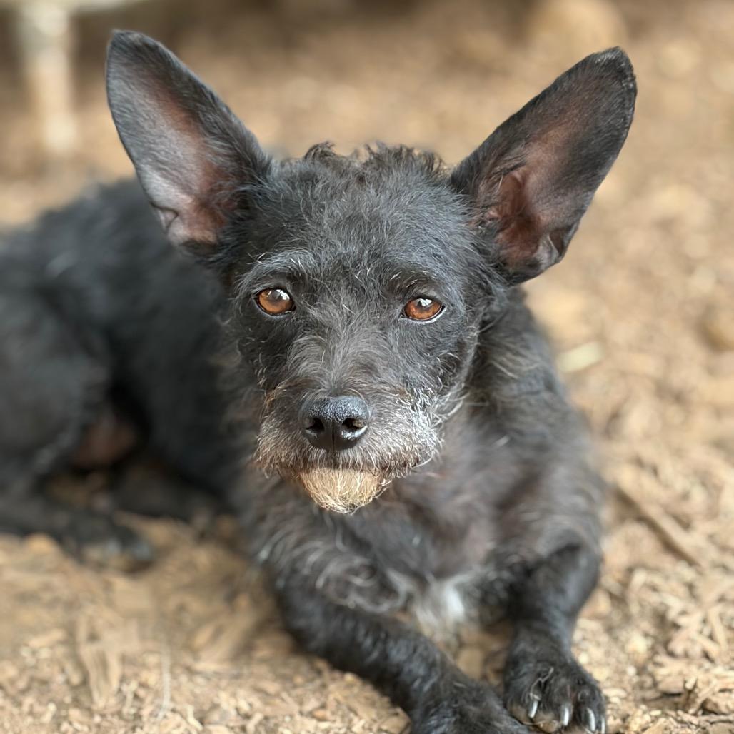 Jazzie, Adoptable, Adult Female Yorkshire Terrier & Chihuahua.