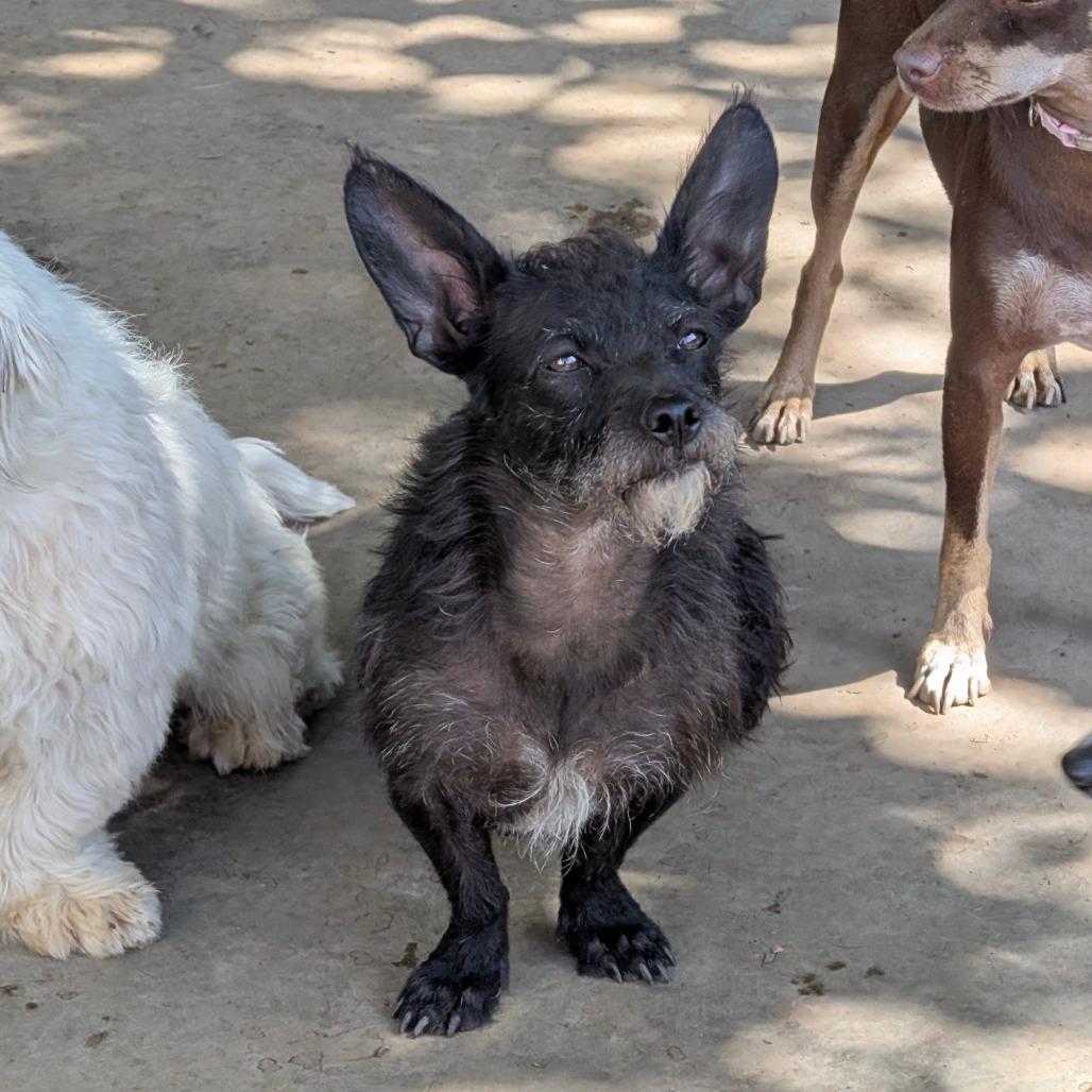 Enlarge Jazzie, a Adoptable mixed breed in Chico, CA image 2/6
