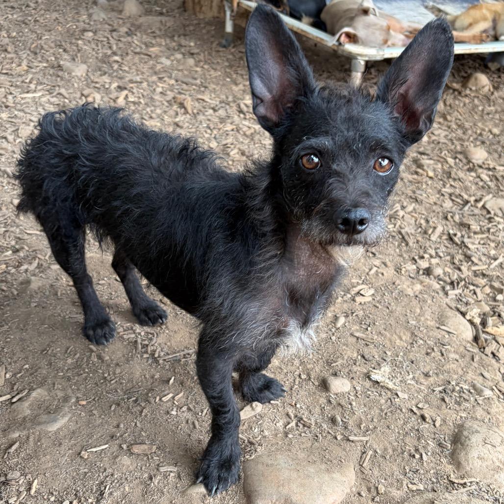 Enlarge Jazzie, a Adoptable mixed breed in Chico, CA image 3/6