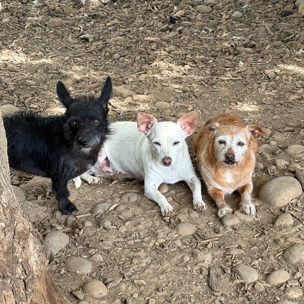 Enlarge Jazzie, a Adoptable mixed breed in Chico, CA image 4/6