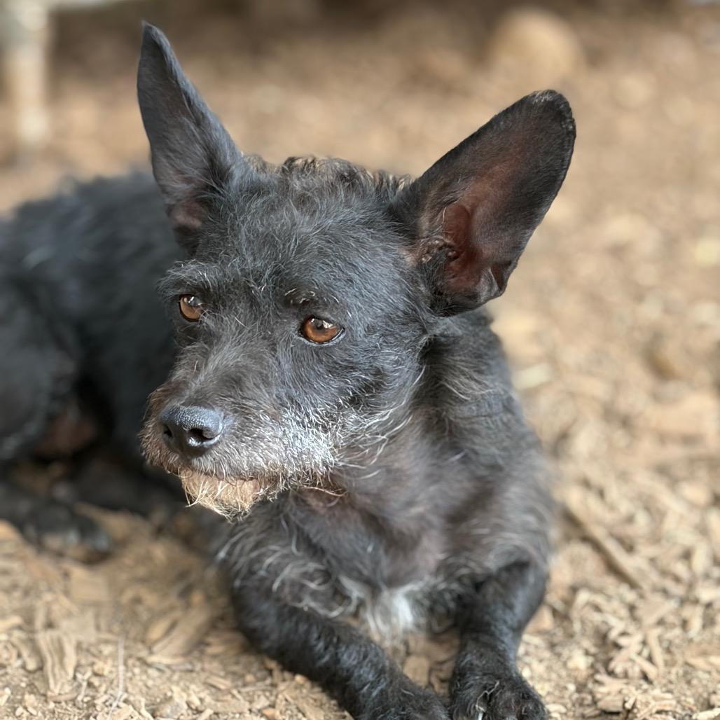 Enlarge Jazzie, a Adoptable mixed breed in Chico, CA image 5/6