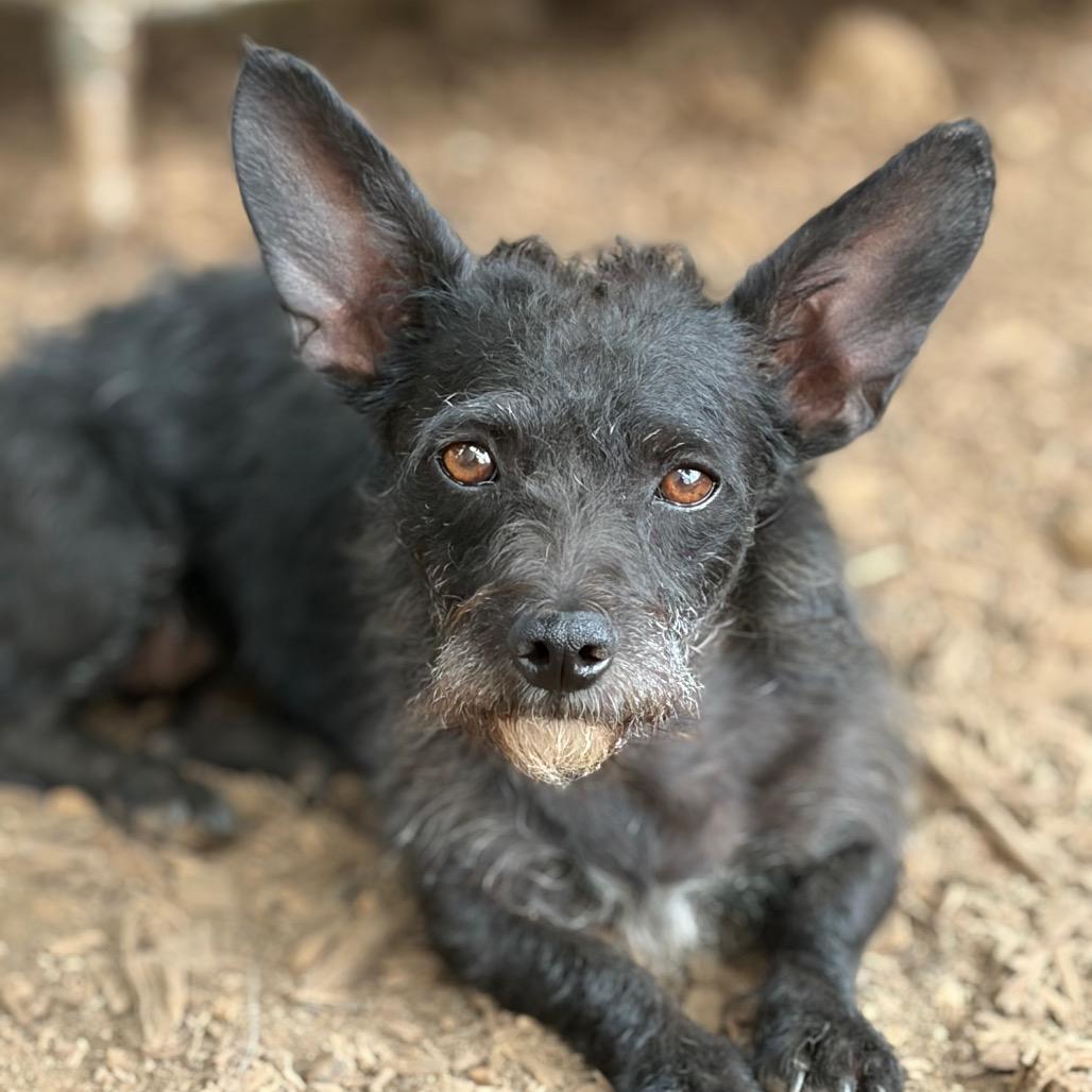 Enlarge Jazzie, a Adoptable mixed breed in Chico, CA image 6/6