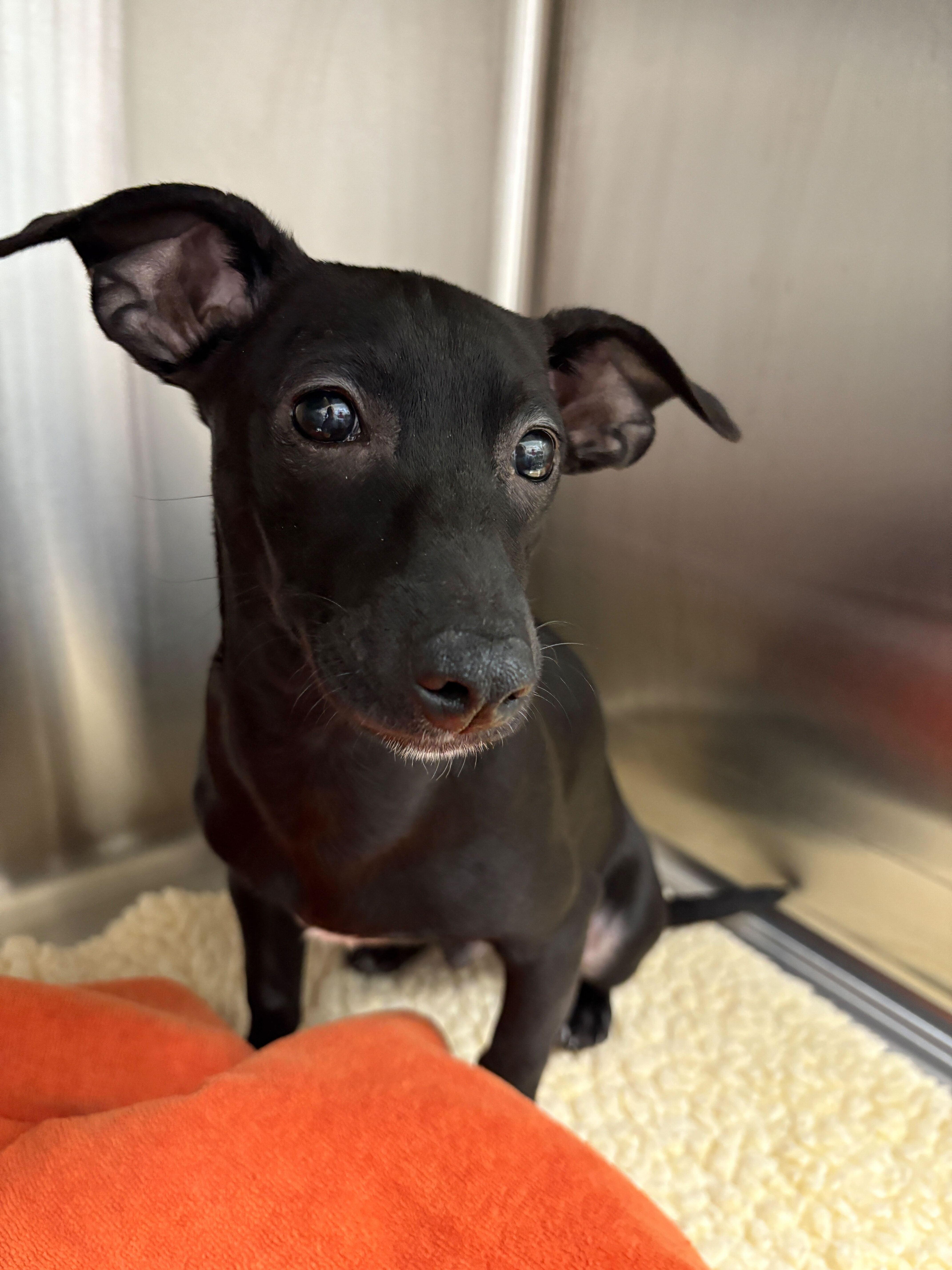 Rico, ADOPTABLE, Young Male Mixed Breed.