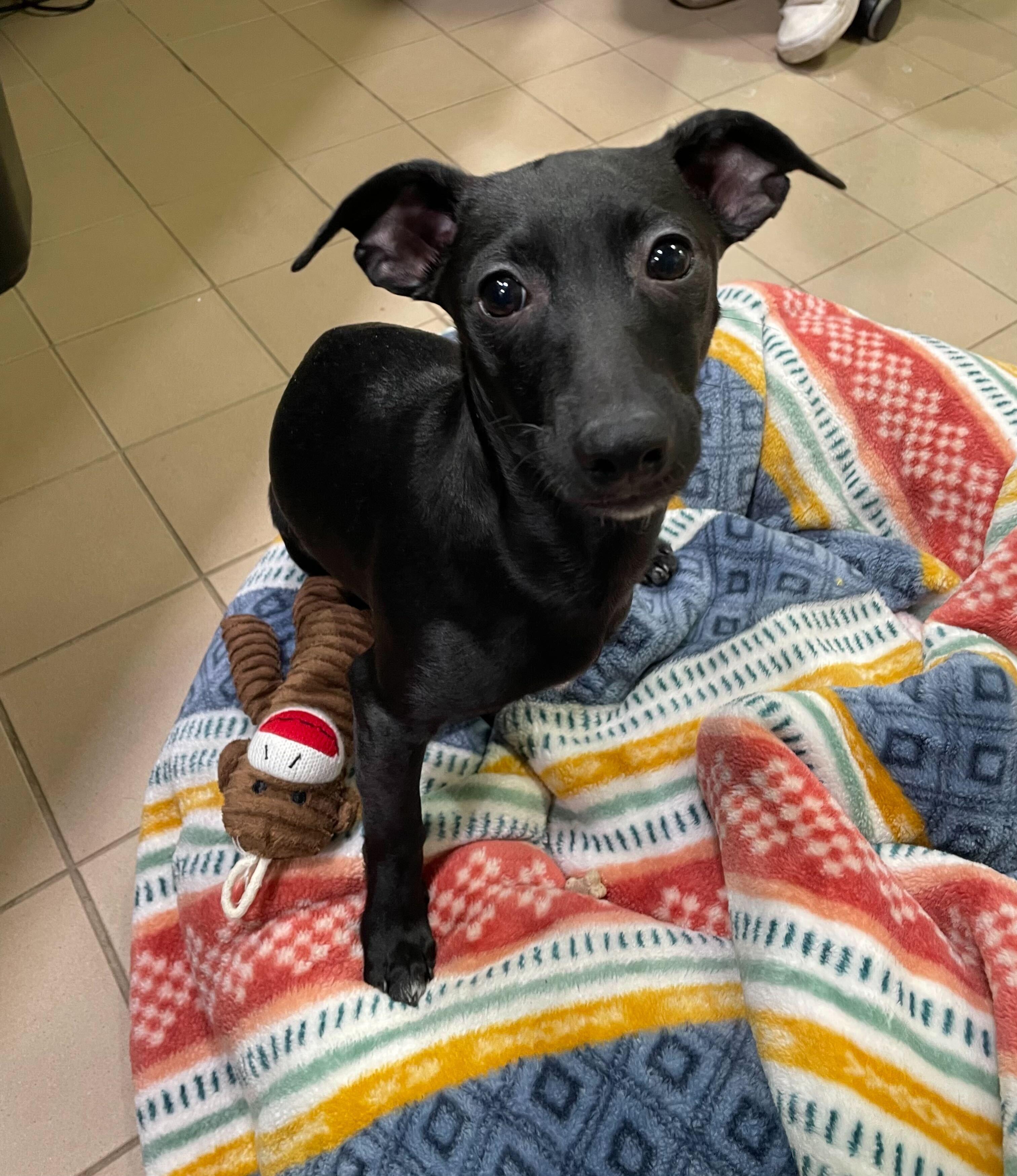 Rico, a ADOPTABLE Mixed Breed in Jackson, MI image 2/5