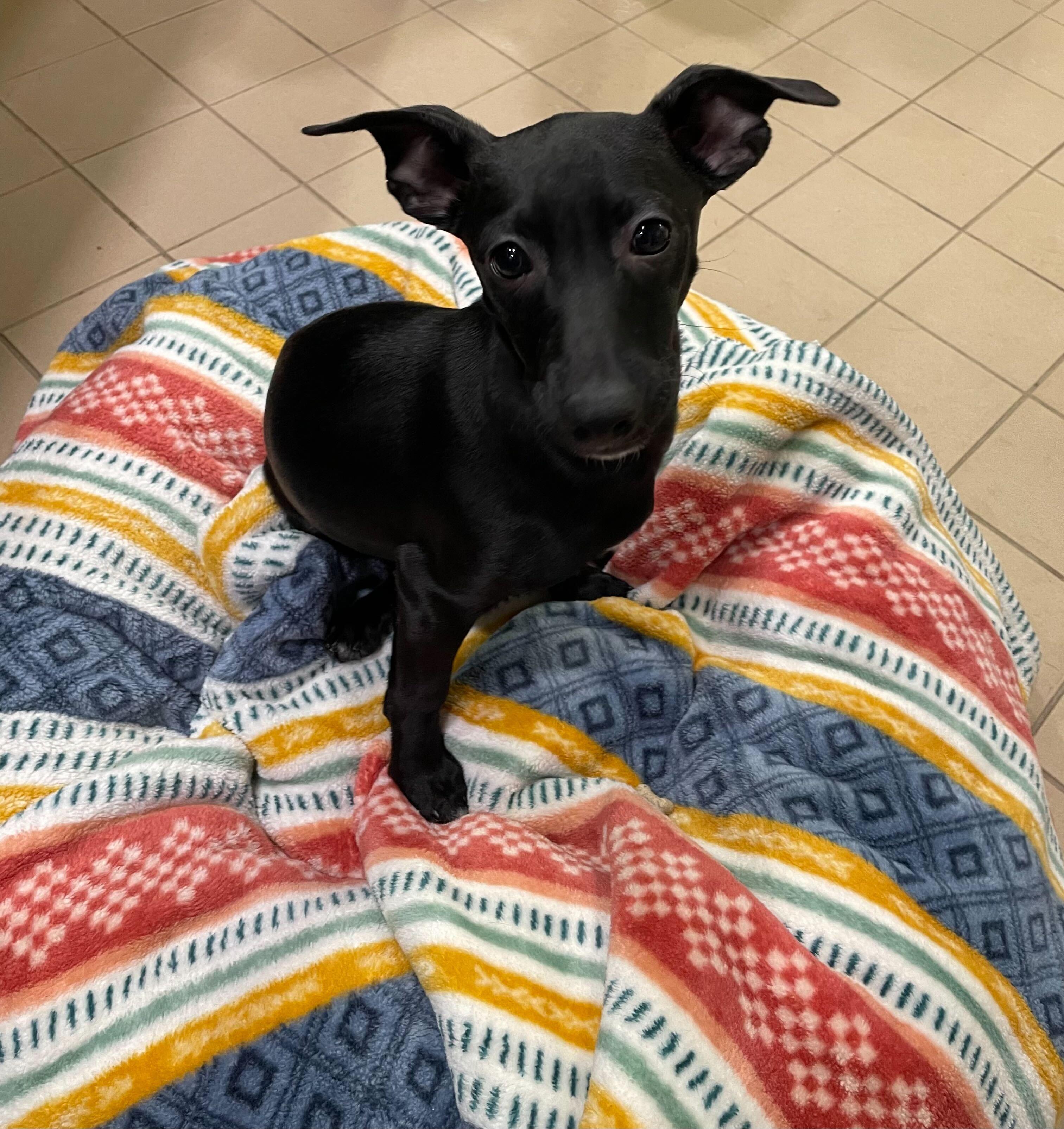 Rico, a ADOPTABLE Mixed Breed in Jackson, MI image 3/5