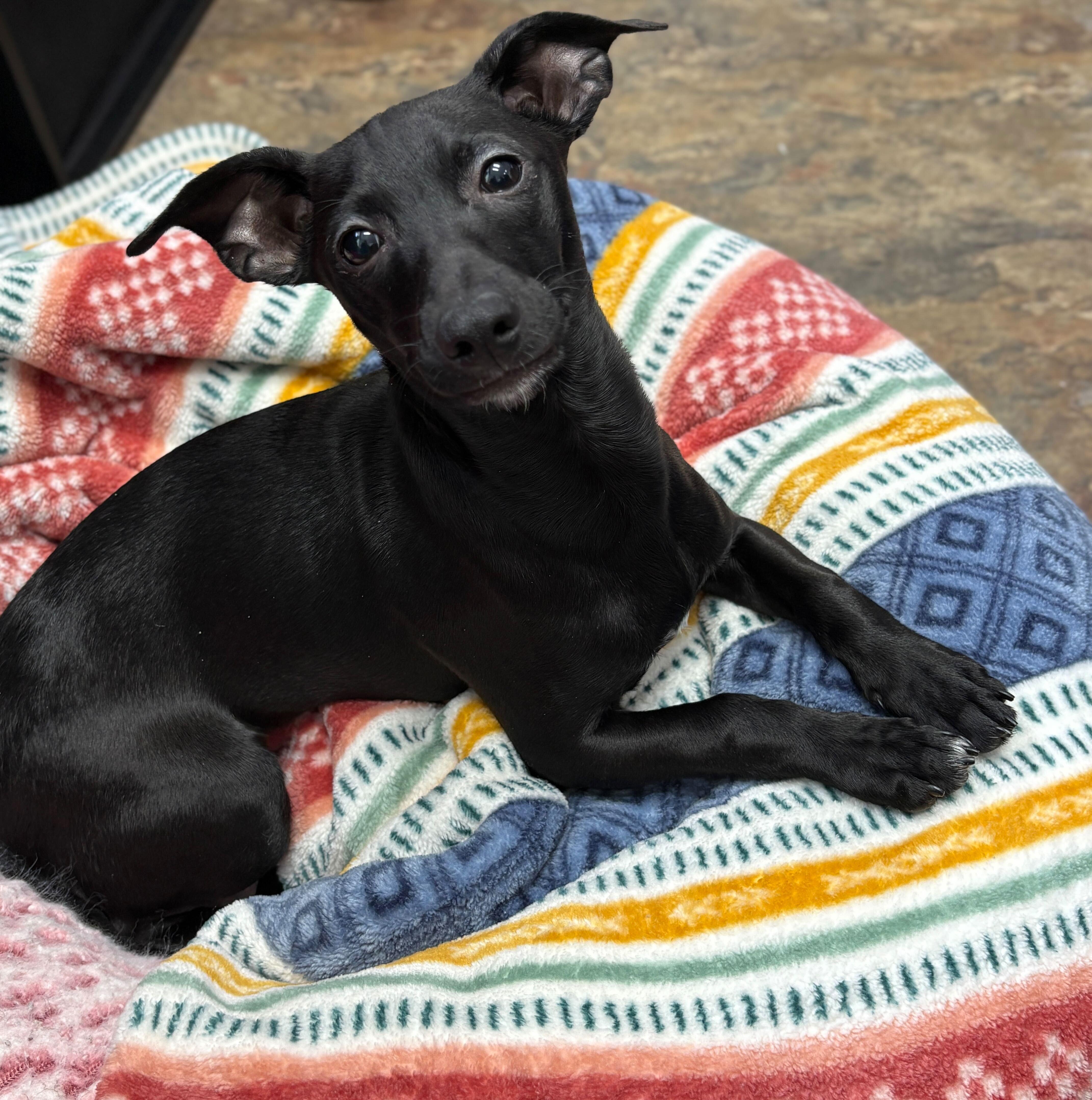 Rico, a ADOPTABLE Mixed Breed in Jackson, MI image 4/5