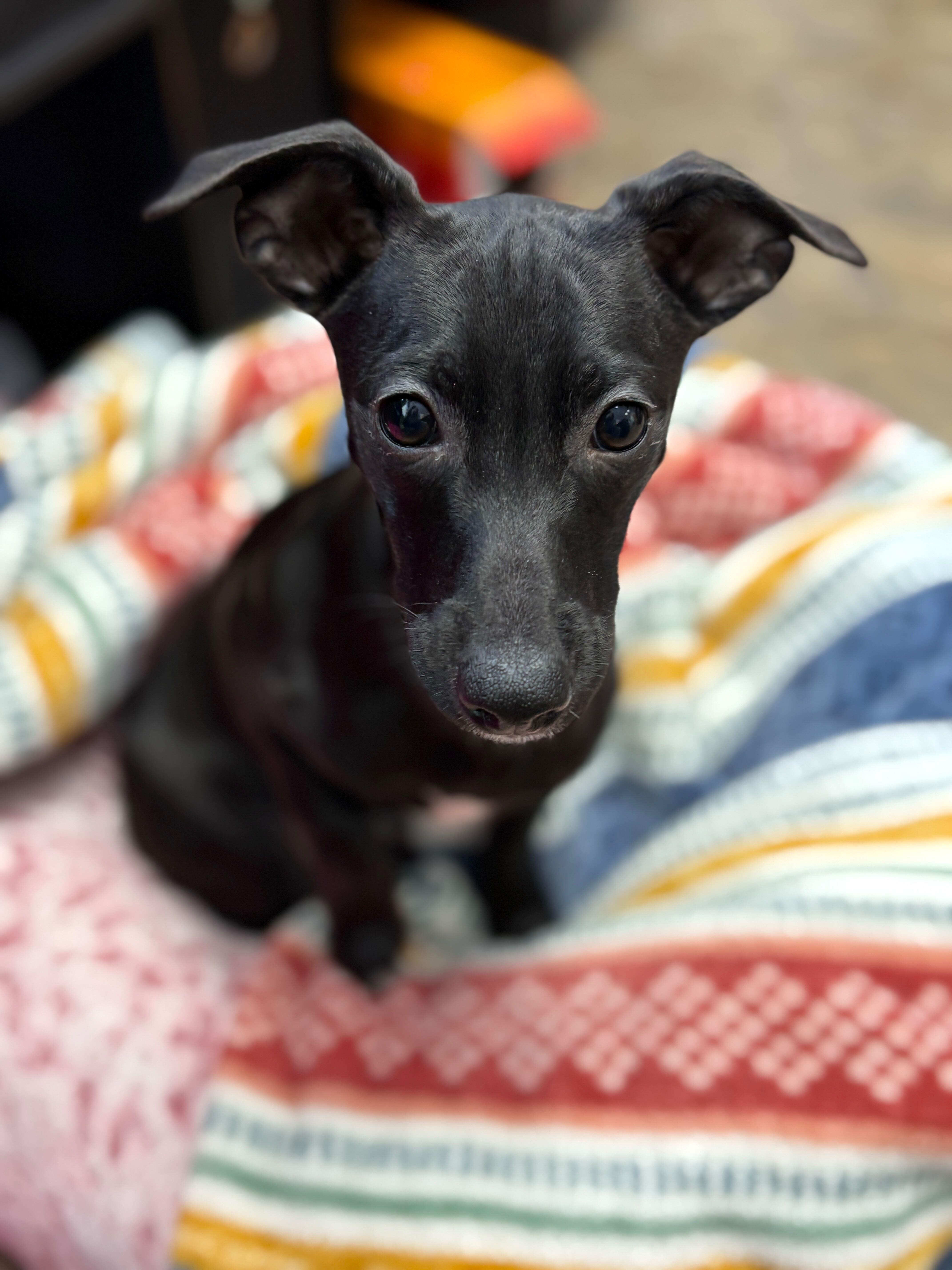 Rico, a ADOPTABLE Mixed Breed in Jackson, MI image 5/5