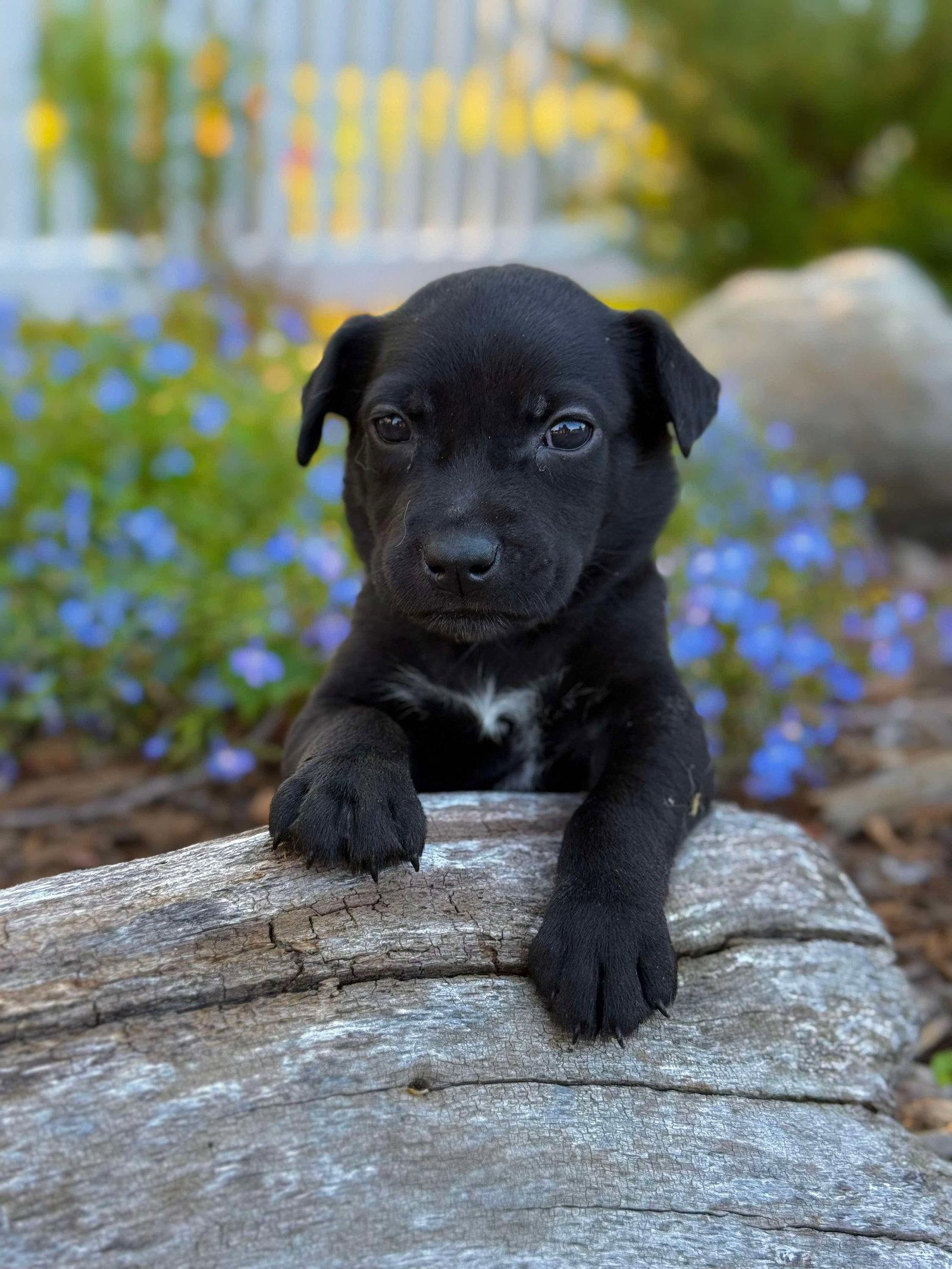 Binx, Adopted, Puppy Male Terrier.
