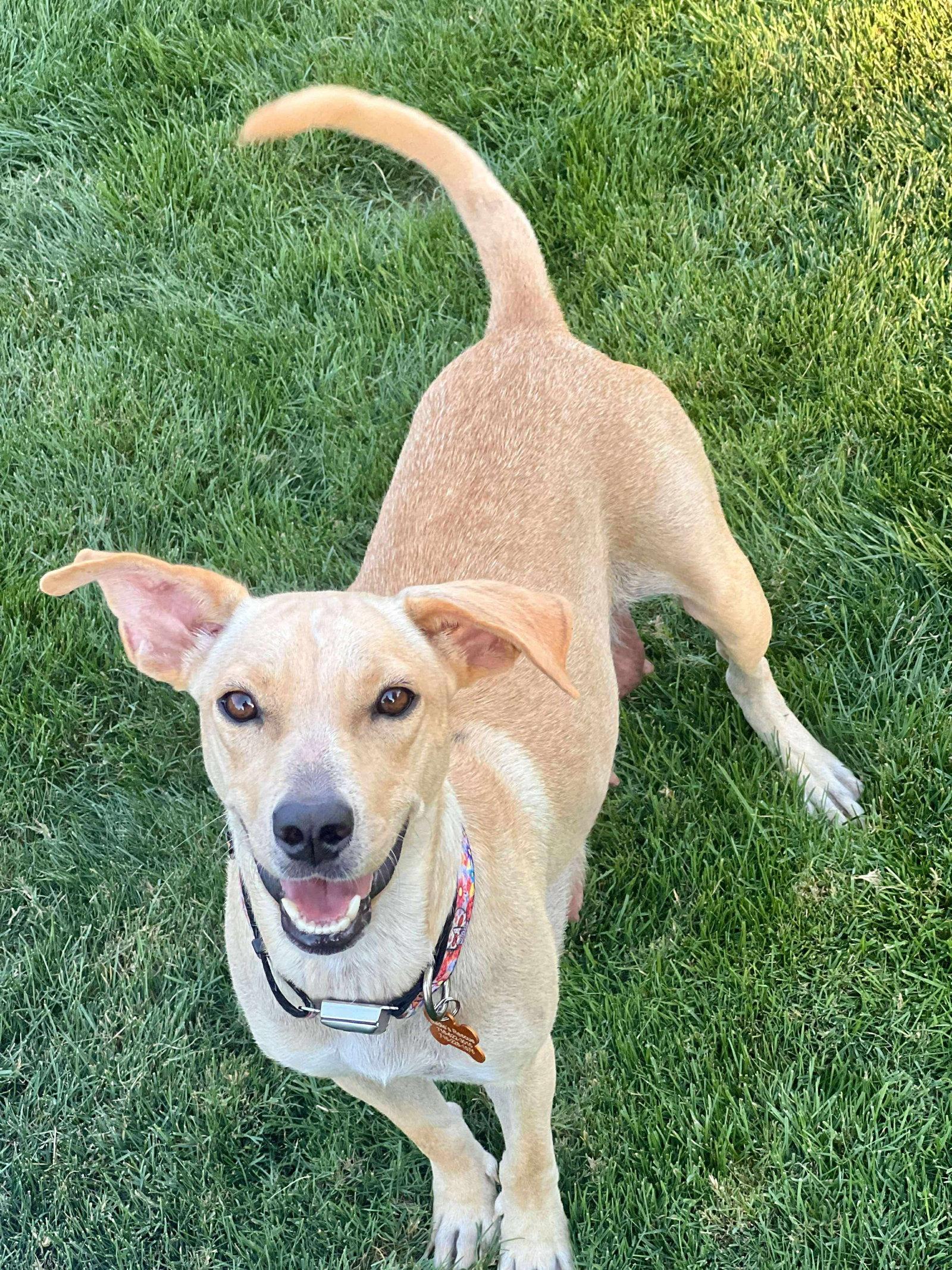 Enlarge Binx, a Adopted Terrier in Springville, NY image 3/3