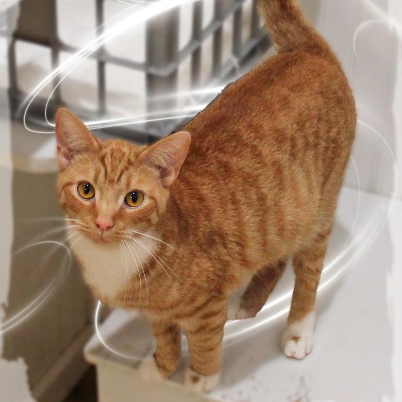 Enlarge Garfield, a ADOPTABLE Tabby in Amelia, OH image 2/2