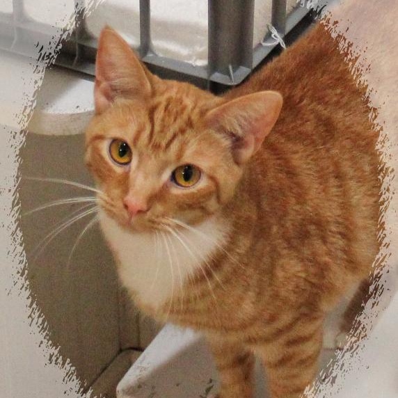 Enlarge Garfield, a ADOPTABLE Tabby in Amelia, OH image 1/2