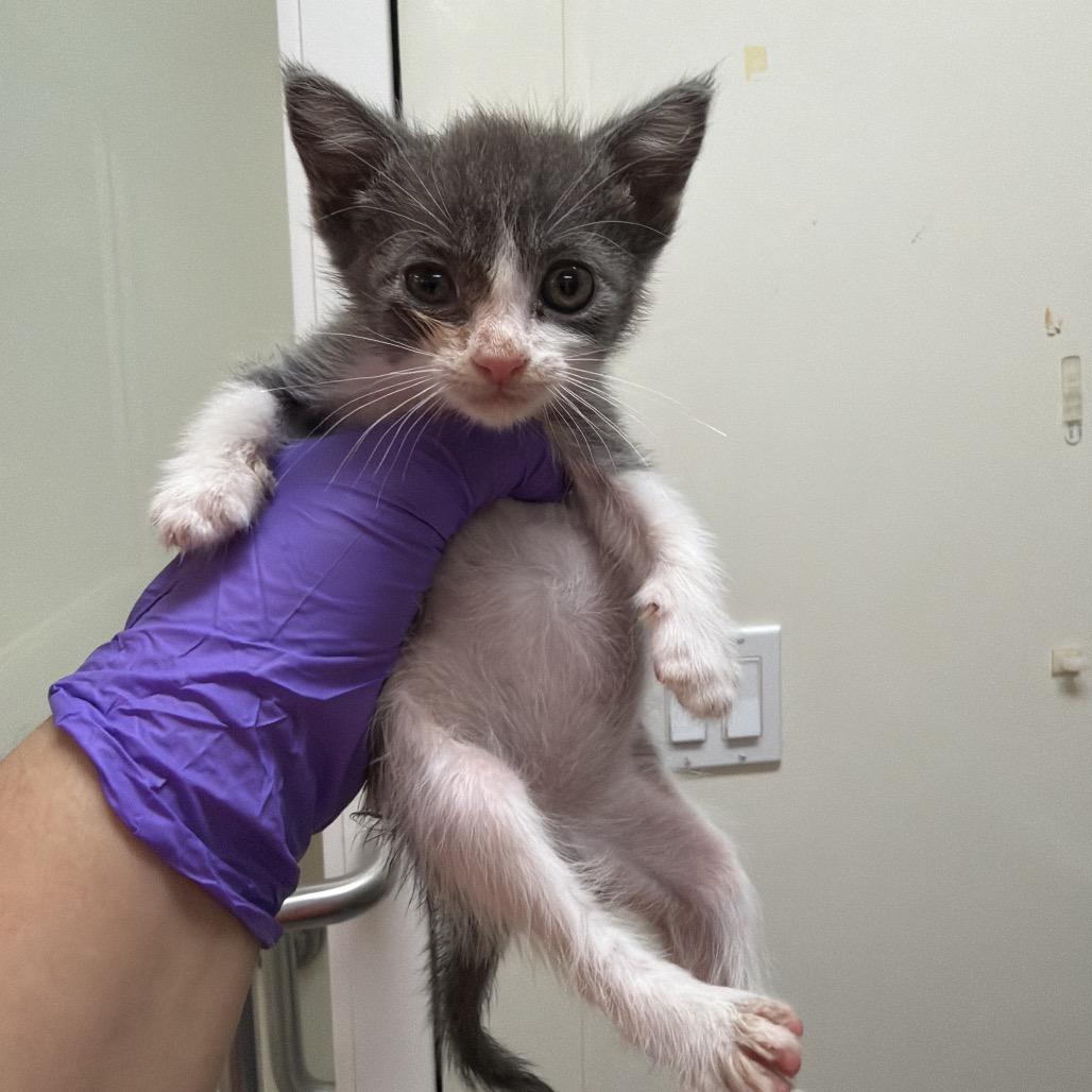 Wookiee, Adoptable, Young Female Domestic Short Hair.