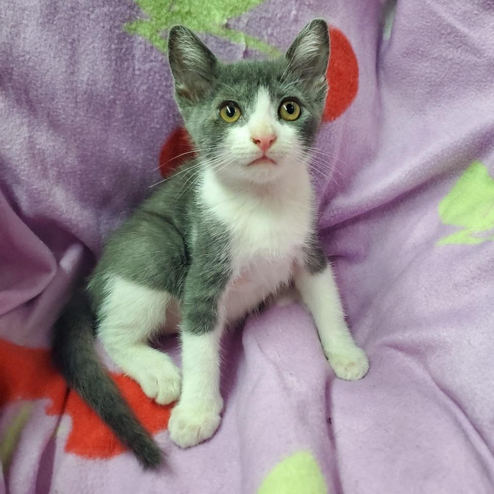 Enlarge Wookiee, a Adoptable Domestic Short Hair in Westminster, CA image 2/2