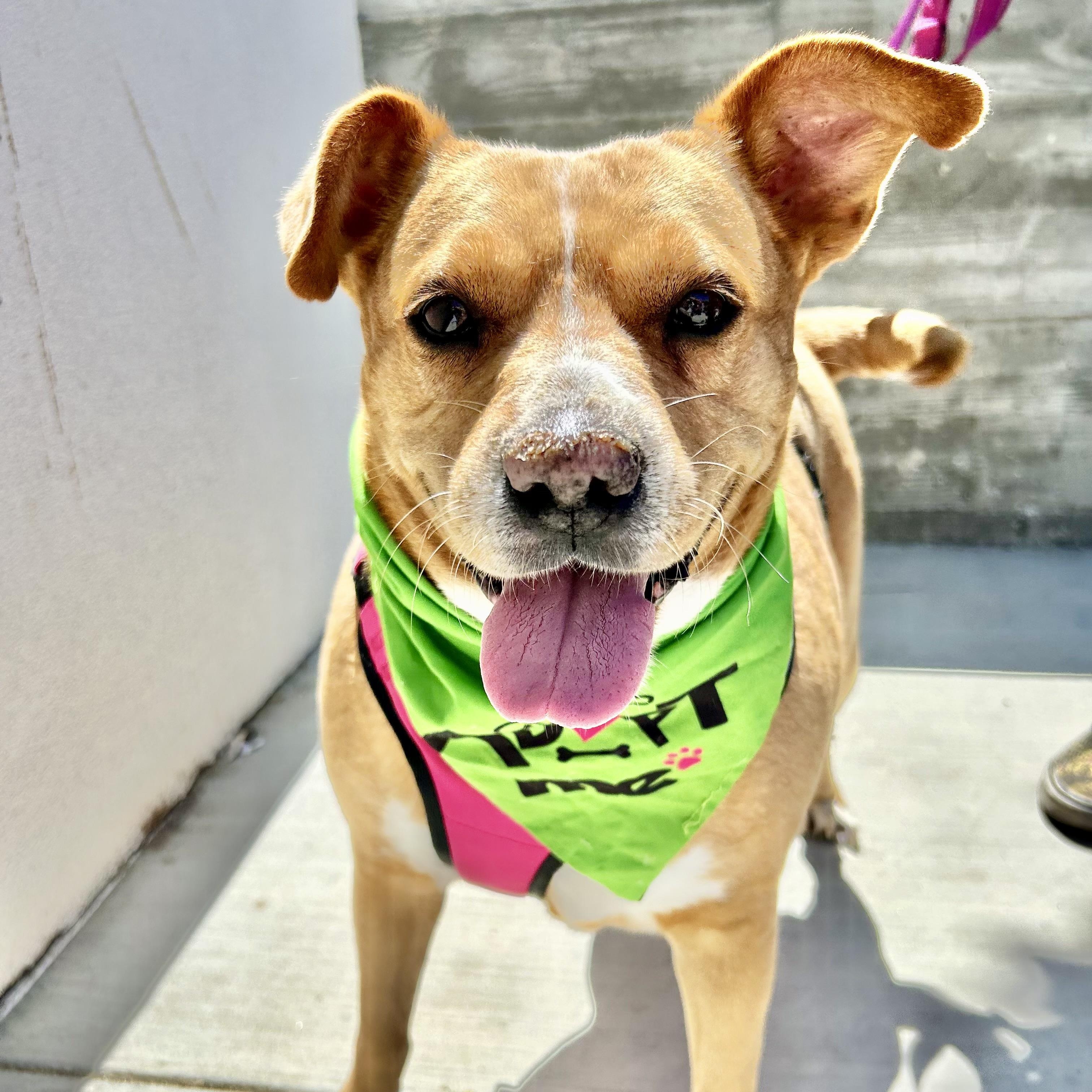 Poppi, a Adoptable mixed breed in San Diego, CA image 5/6