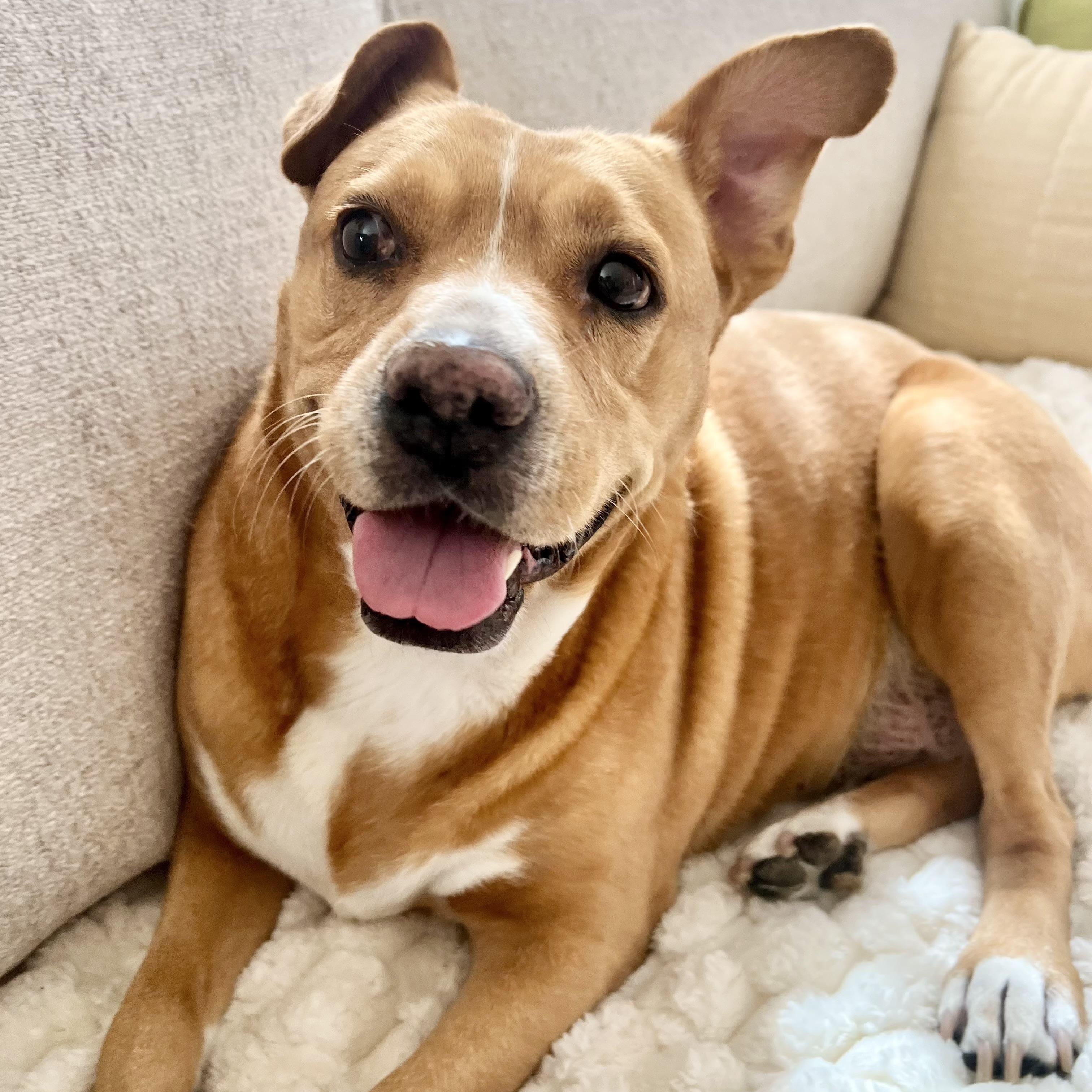 Poppi, a Adoptable mixed breed in San Diego, CA image 3/6