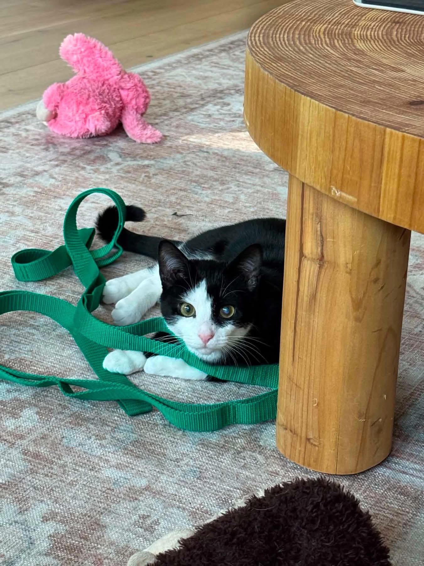 Enlarge Elizabeth (Lizzy), a ADOPTABLE Domestic Short Hair in Highland, NY image 4/6