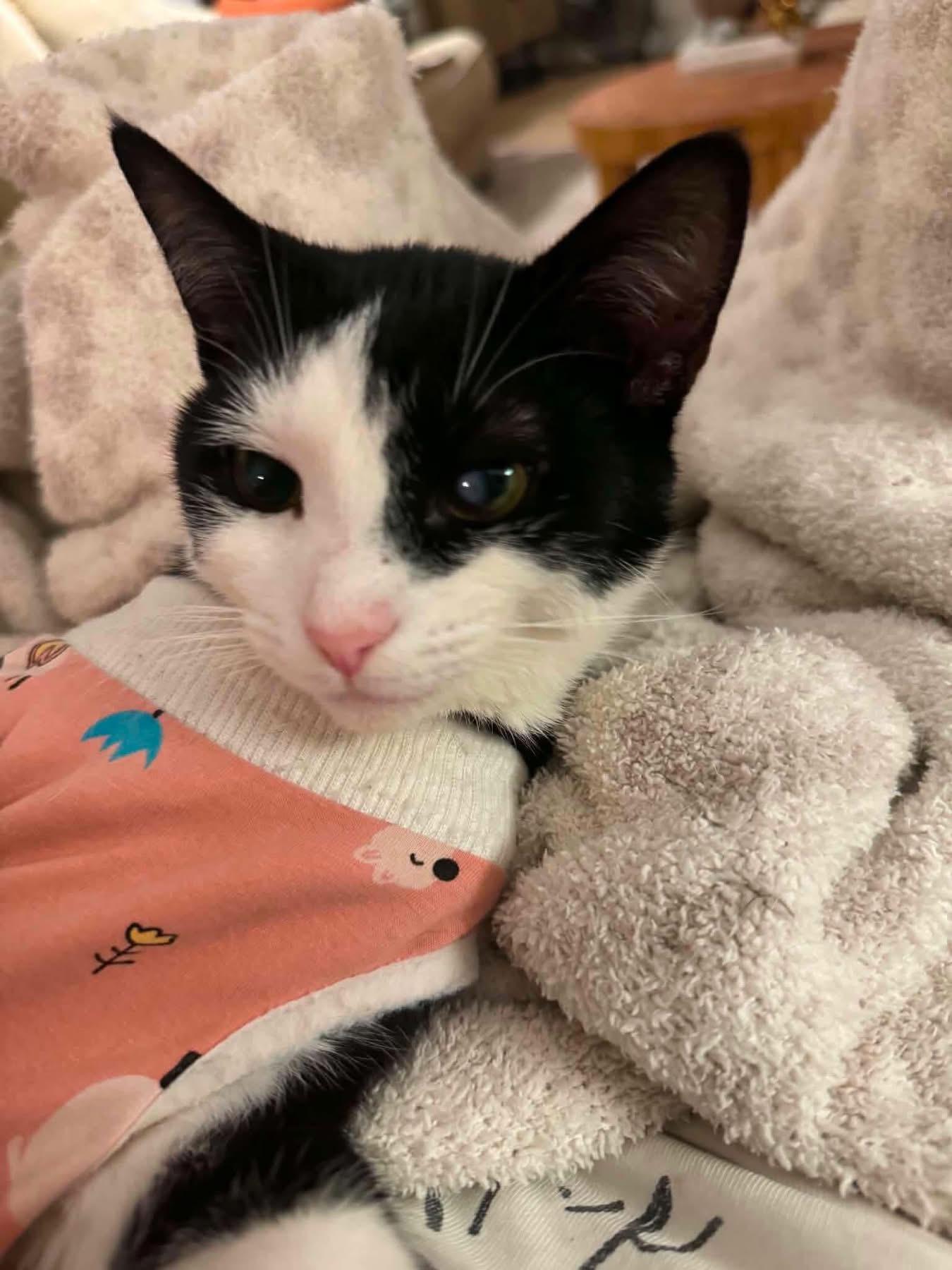Enlarge Elizabeth (Lizzy), a ADOPTABLE Domestic Short Hair in Highland, NY image 5/6