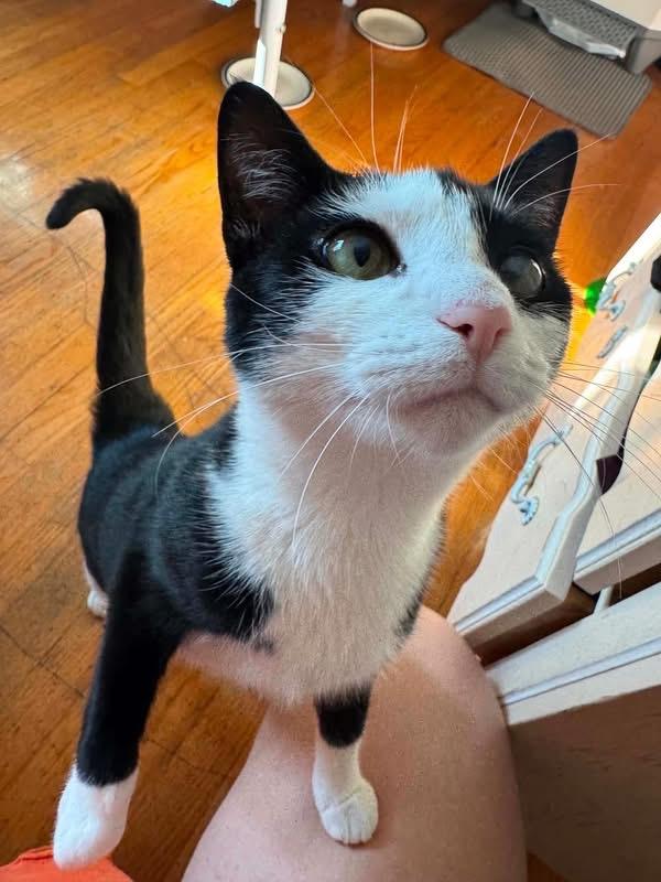 Enlarge Elizabeth (Lizzy), a ADOPTABLE Domestic Short Hair in Highland, NY image 1/6