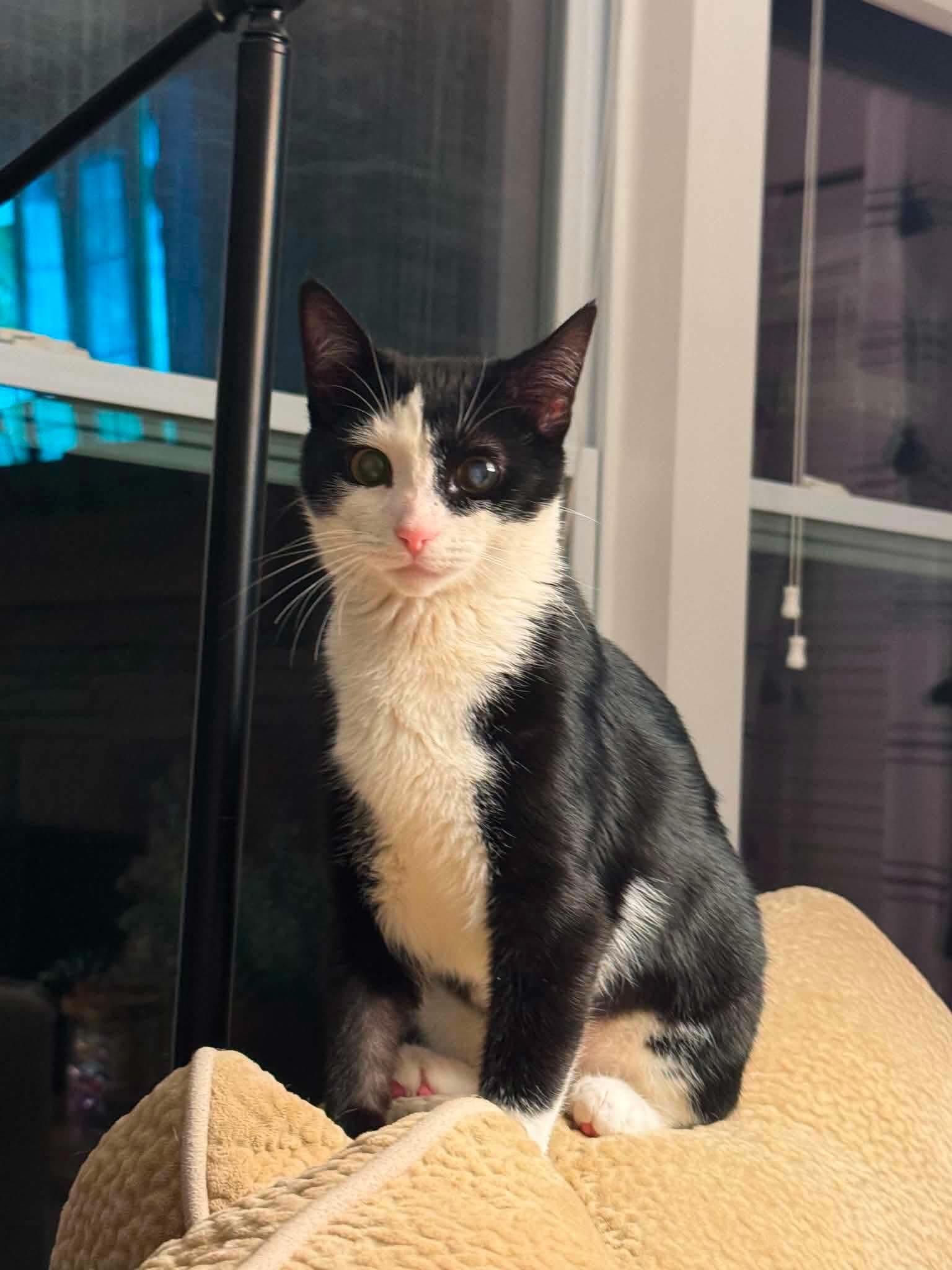 Enlarge Elizabeth (Lizzy), a ADOPTABLE Domestic Short Hair in Highland, NY image 3/6