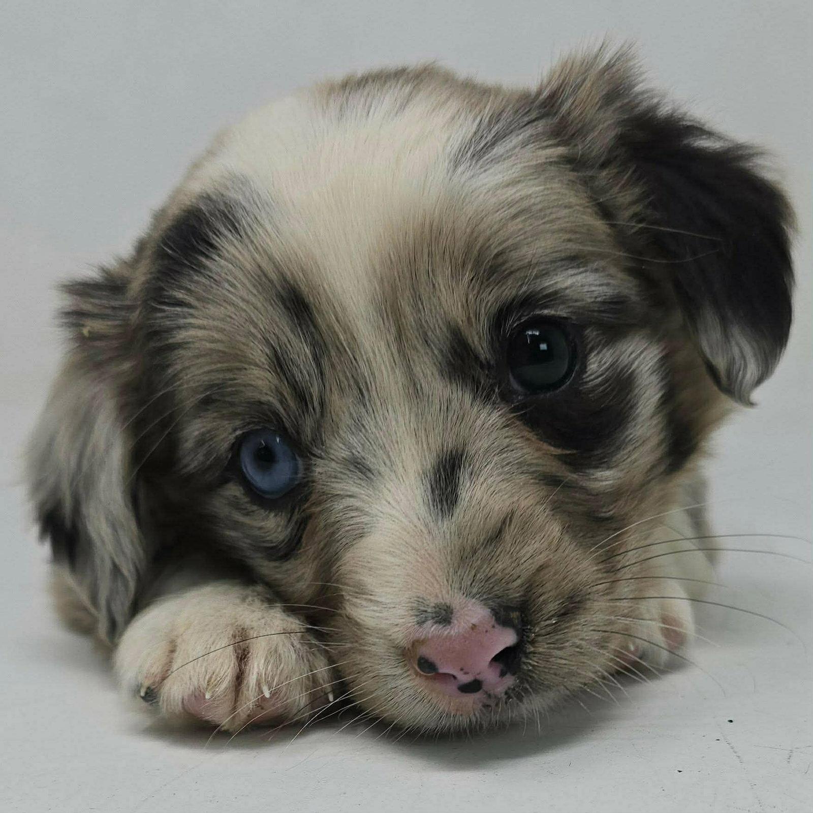 Enlarge CERULEAN, a Adoptable Australian Shepherd in Pomfret Center, CT image 1/1