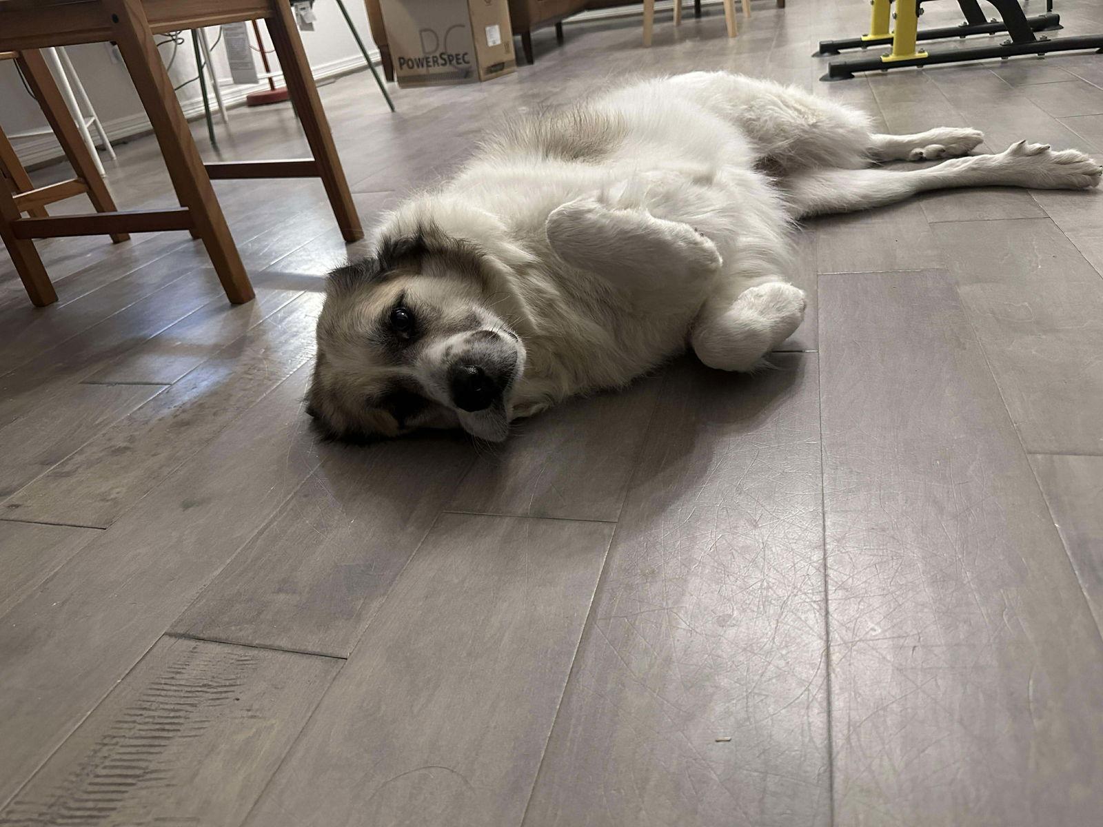 Baby, Adoptable, Adult Female Great Pyrenees & Anatolian Shepherd.