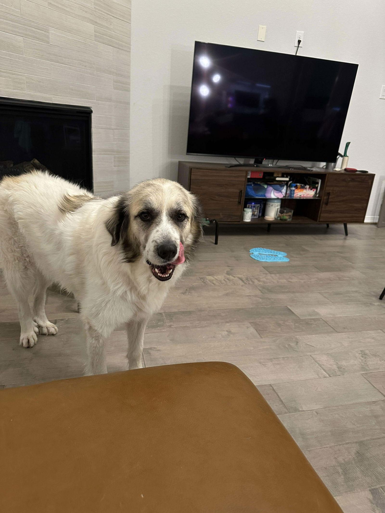 Enlarge Baby, a Adoptable mixed breed in Houston, TX image 2/3