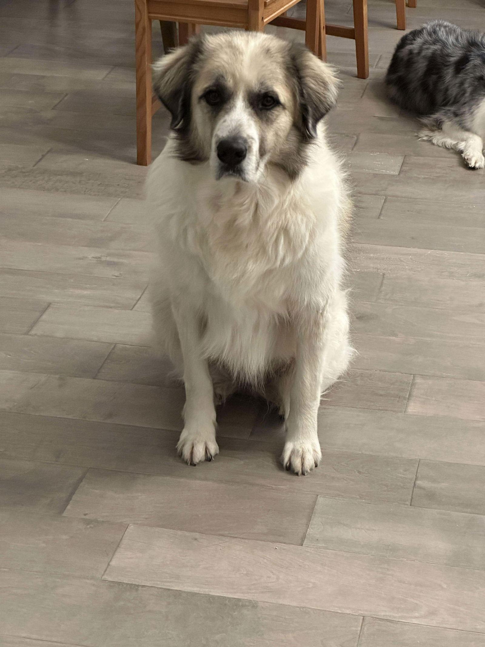 Enlarge Baby, a Adoptable mixed breed in Houston, TX image 3/3