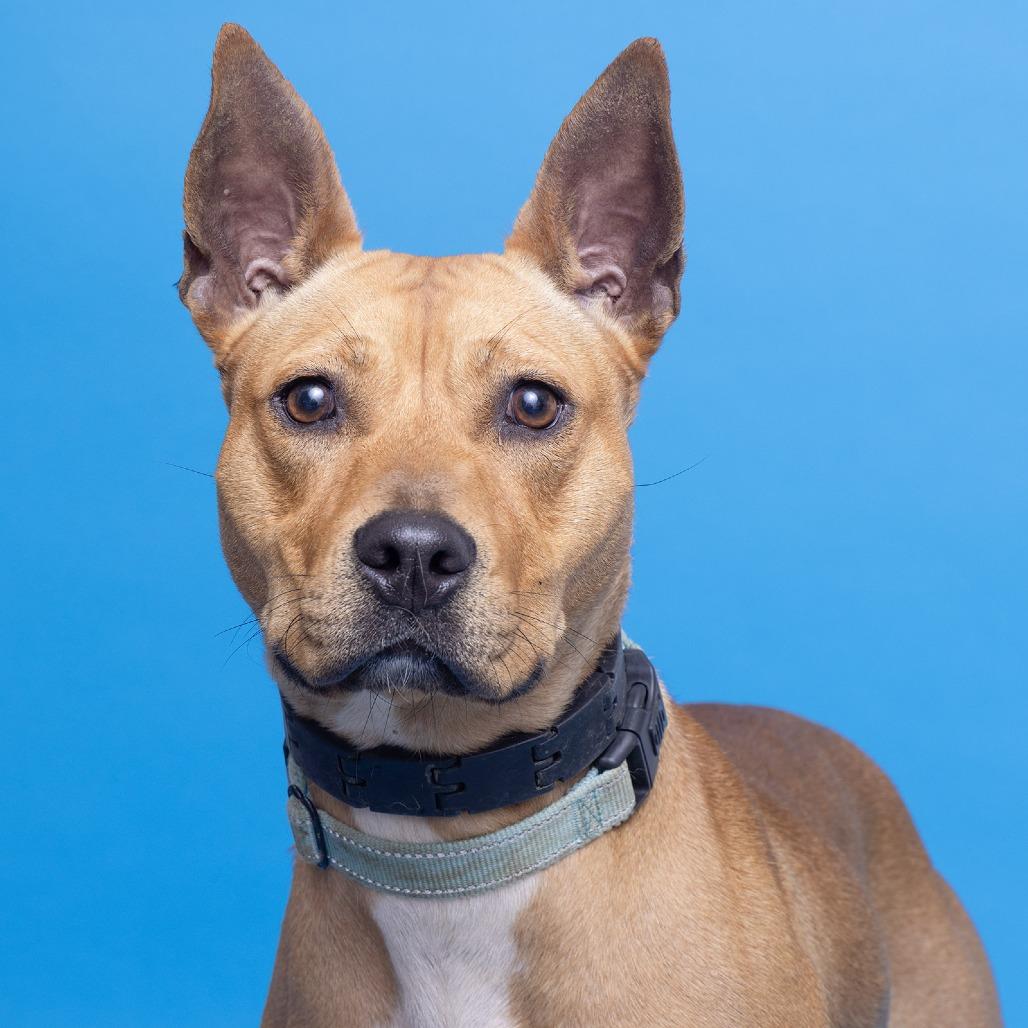 Dahlia, Adoptable, Adult Female Mixed Breed.