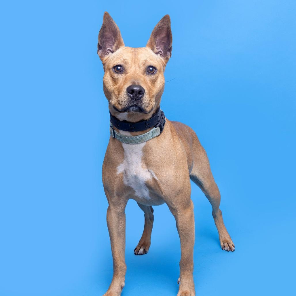 Enlarge Dahlia, a Adoptable Mixed Breed in Franklin, TN image 2/2