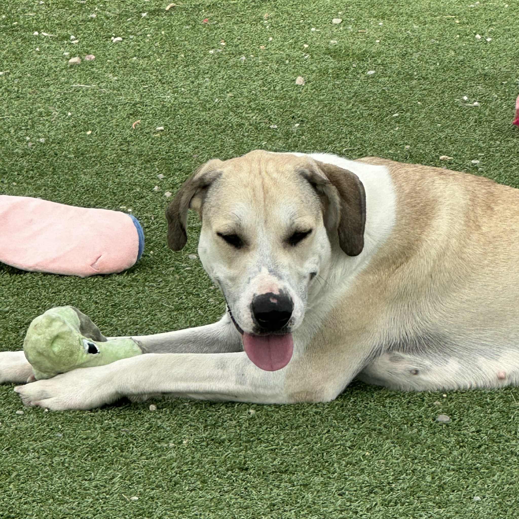 Enlarge Lizzy, a Adoptable mixed breed in Truth or Consequences , NM image 3/6