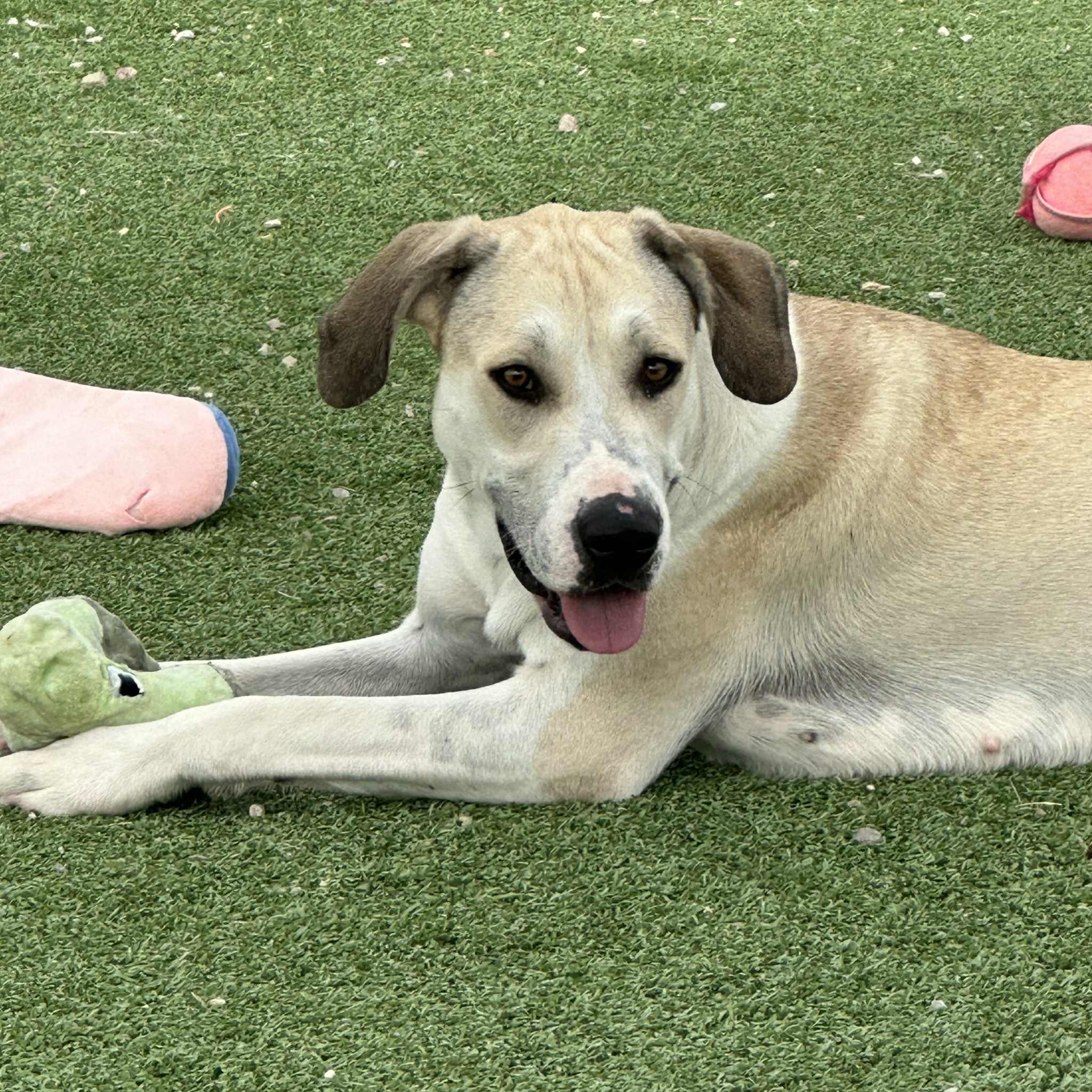 Enlarge Lizzy, a Adoptable mixed breed in Truth or Consequences , NM image 4/6