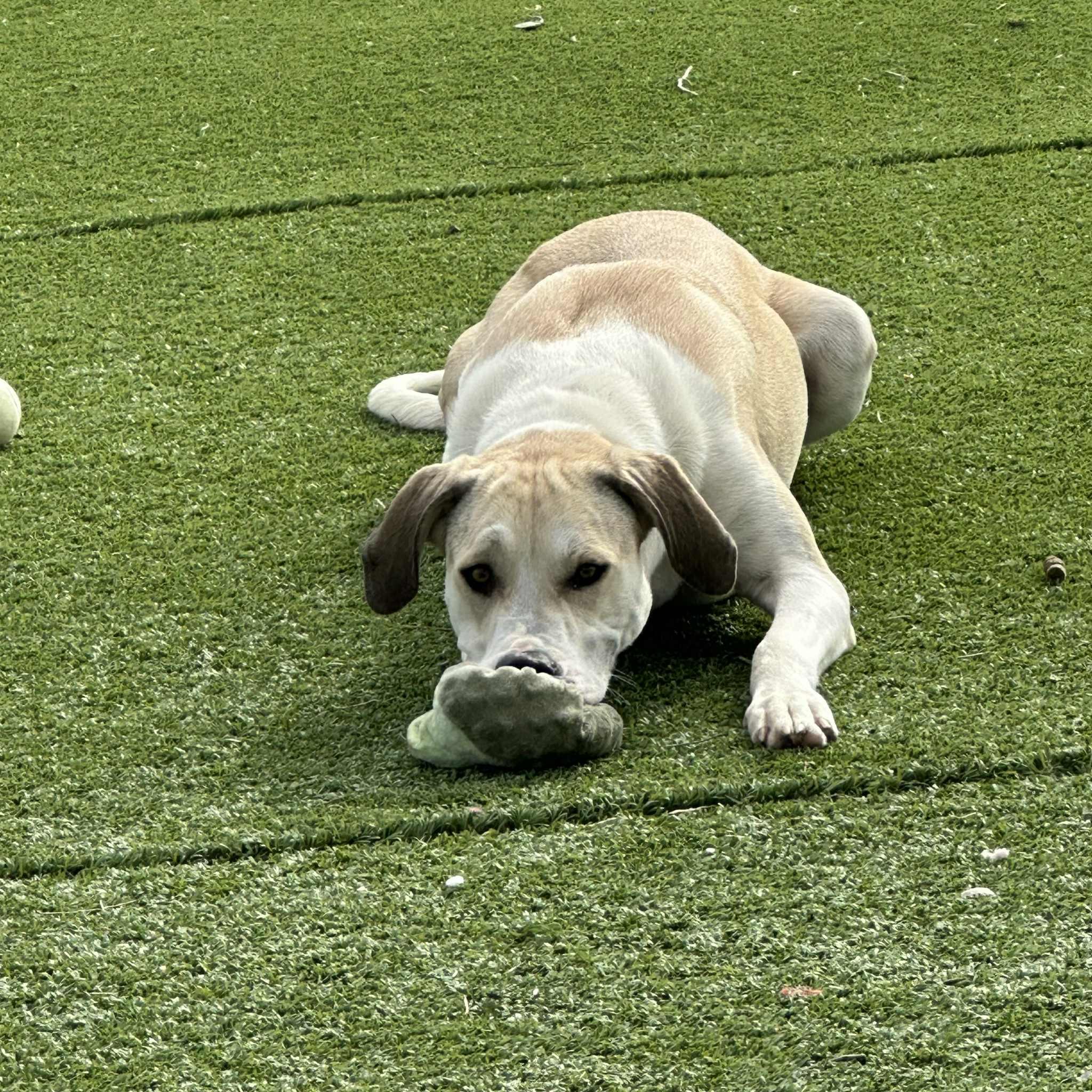 Enlarge Lizzy, a Adoptable mixed breed in Truth or Consequences , NM image 5/6