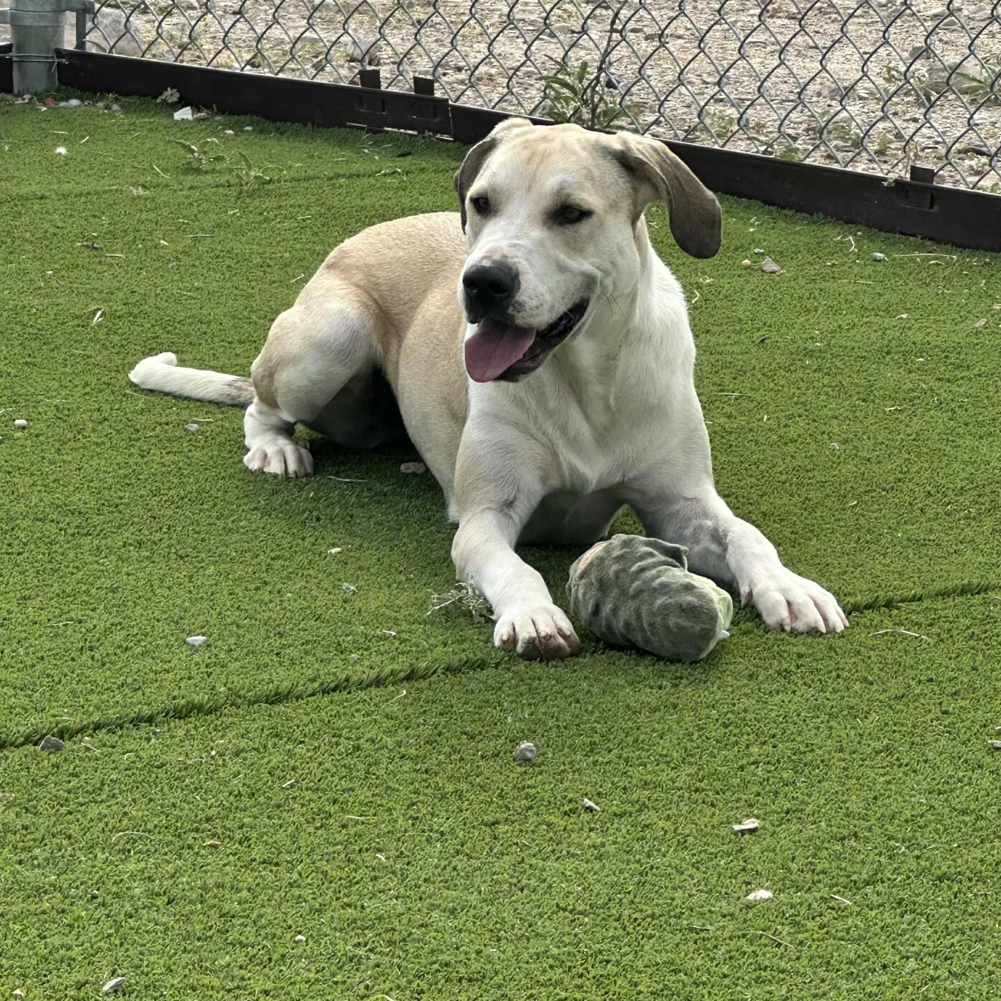 Enlarge Lizzy, a Adoptable mixed breed in Truth or Consequences , NM image 6/6