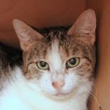 Fredrica, ADOPTABLE, Adult Female Domestic Short Hair.