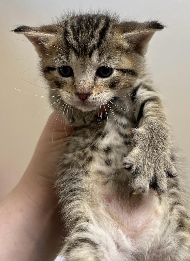 Enlarge Cosmo, a Adoptable mixed breed in Richland Hills, TX image 3/3