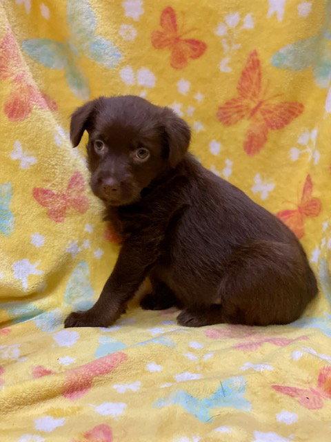 Cristina, Adoptable, Puppy Female Terrier & Labrador Retriever.