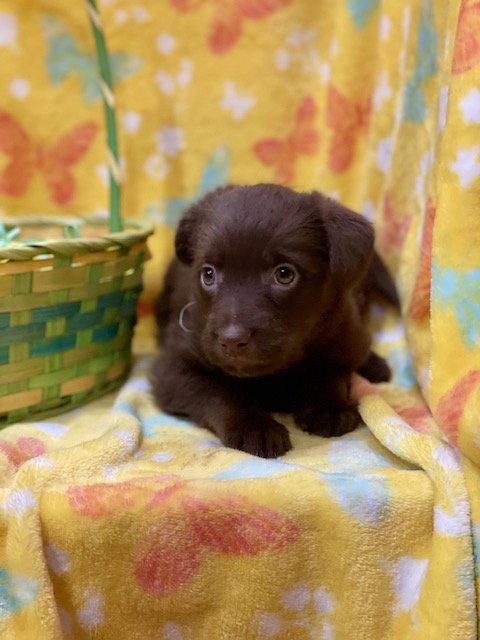 Cristina, a Adoptable mixed breed in Duluth, MN image 2/3