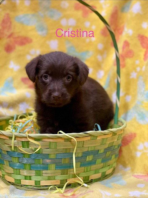 Cristina, a Adoptable mixed breed in Duluth, MN image 3/3